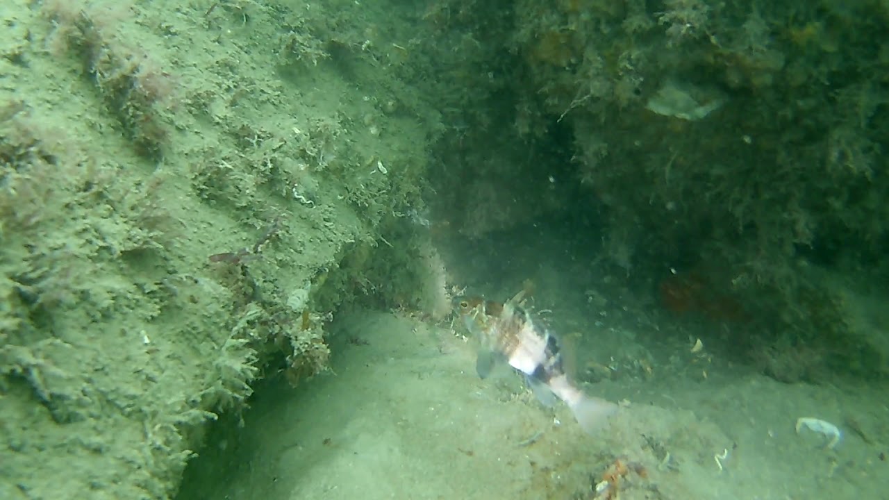 Buceo 25/05/2019 Escollera Norte Mar del Plata - Placa ARA San Juan