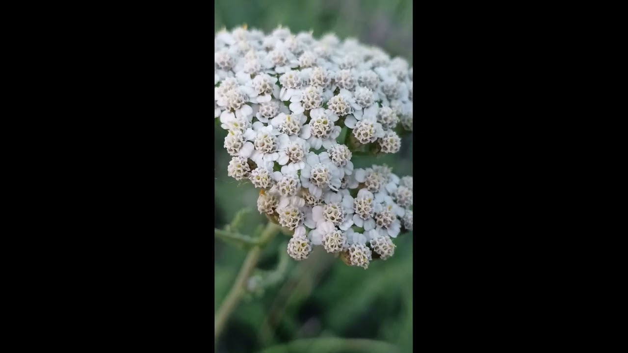 🌸🌼 The Magical Beauty of Wild Flowers 🌼🌸 | Nature’s Colorful Masterpieces 🌿✨💛