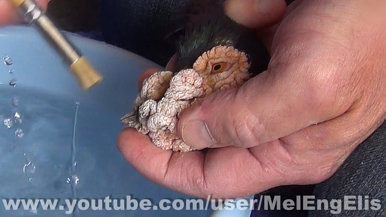 Grooming - English Carrier Pigeon - ( Tuto Toilettage )
