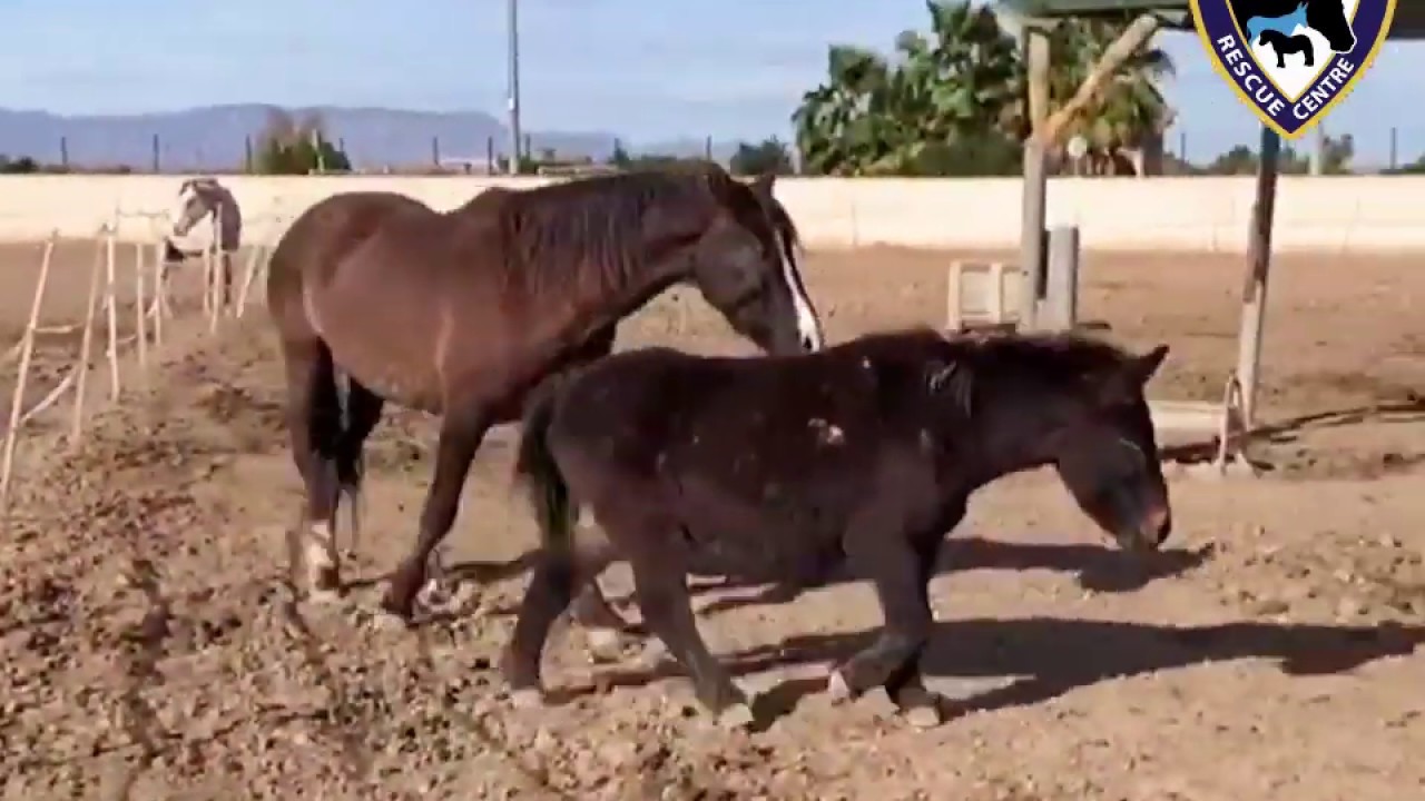 Manolo the mule has broken in to be with Lawrence - Easy Horse Care Rescue Centre