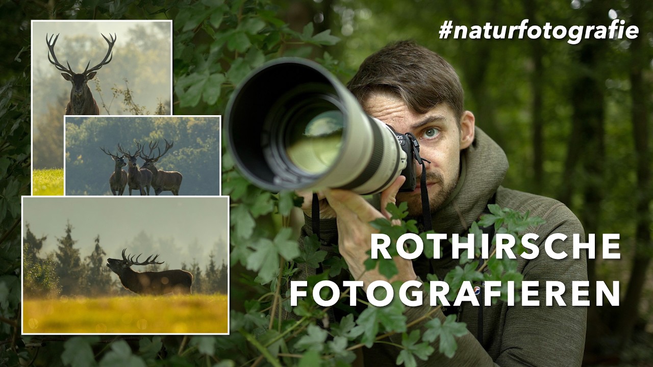ROTHIRSCHE fotografieren | Abenteuer Naturfotografie