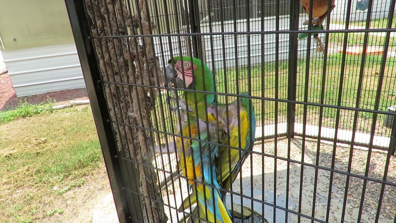 Shelby the Miligold Macaw Entertains Himself with Rope Toy! Feathered Friends Forever