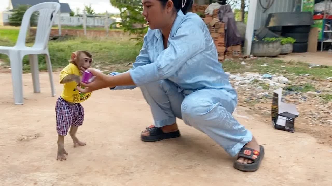 DAM Has No More Patient To Mom Traning Him Froce To Catch Milk For Drink