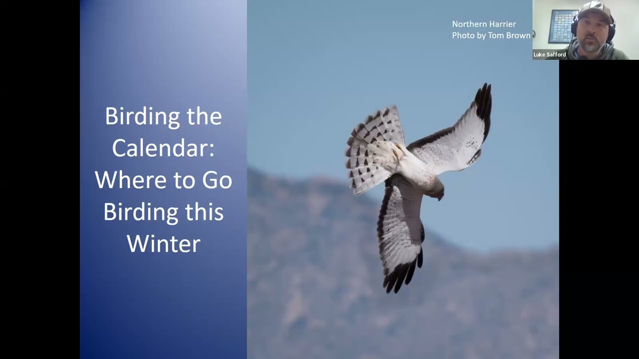 Where to Go Birding this Winter in SE Arizona