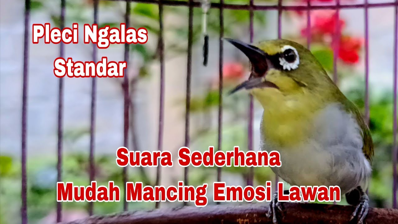 Burung Pleci Ngalas Standar Mudah Mancing Emosi Pleci Yang Dengar