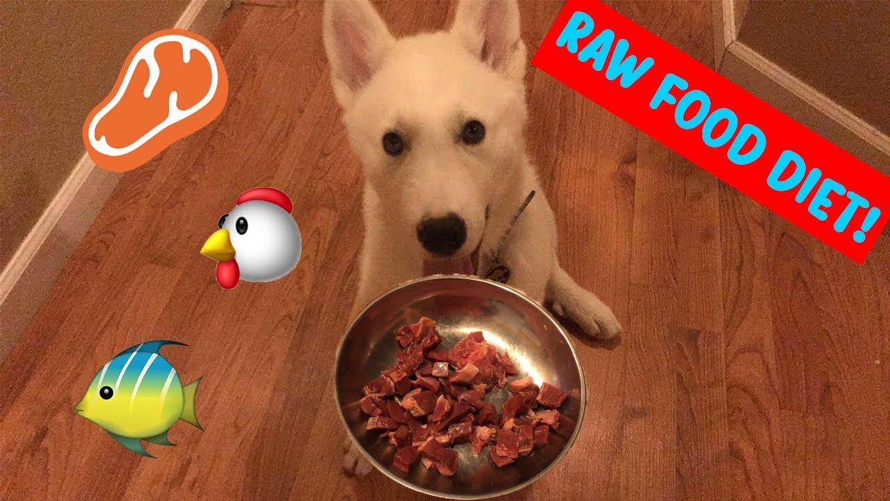 Preparing and Feeding a Prey Model Raw Diet