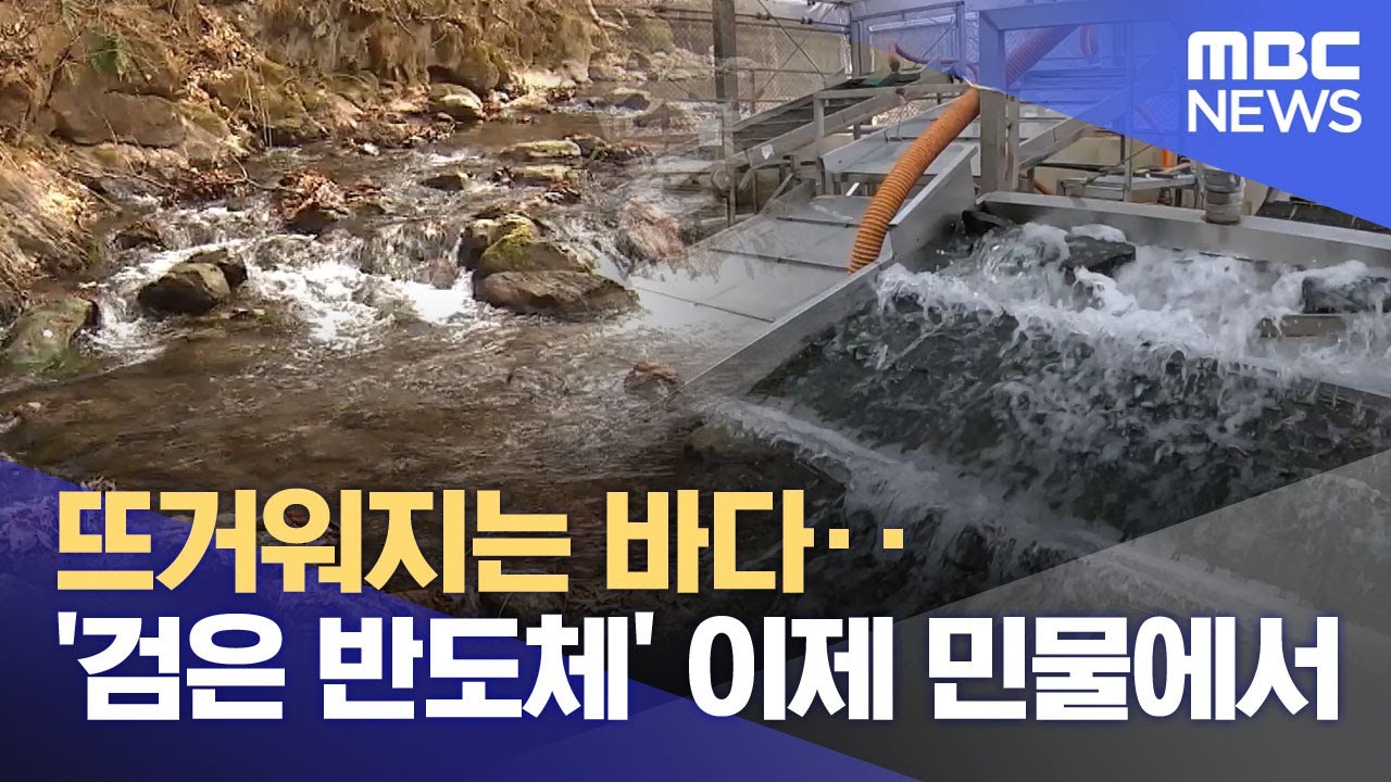 뜨거워지는 바다‥'검은 반도체' 이제 민물에서 (2026.01.26/뉴스투데이/MBC)