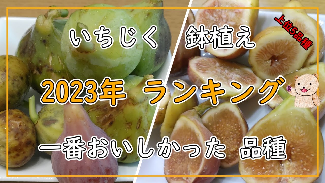 【いちじく】2023年 いちじくランキング 一番おいしかった品種