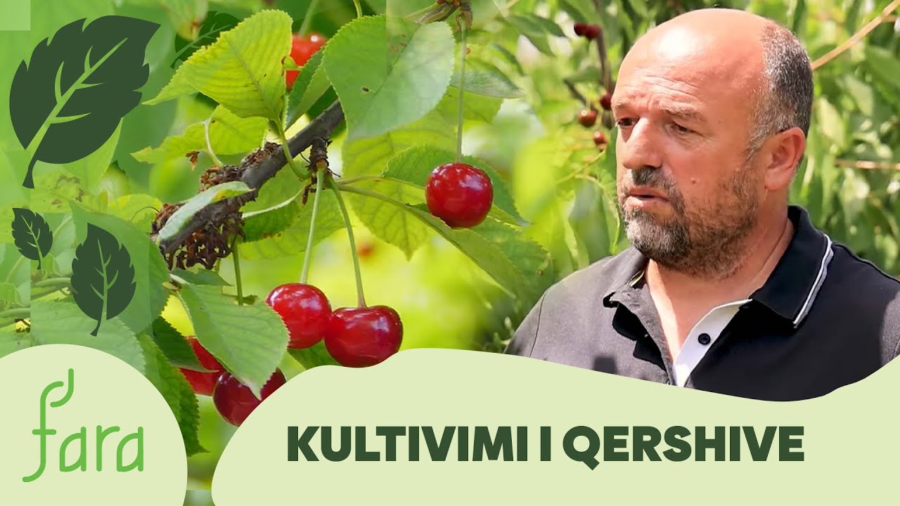 FARA – Kultivimi i qershive | @teve1