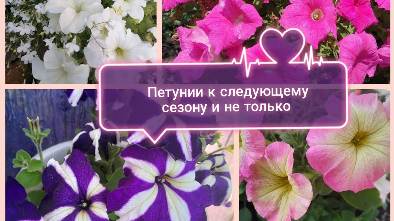 Что заказала на ВБ? Выбор петуний к сезону 2026