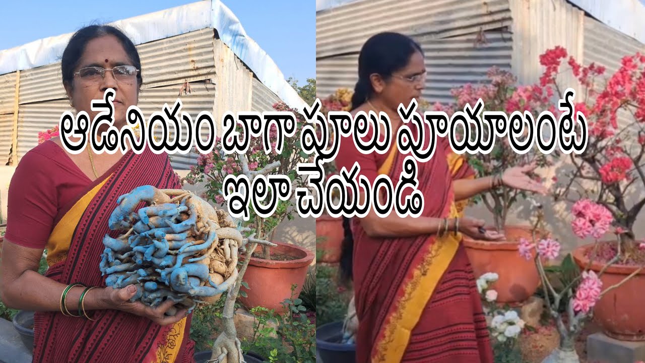 ఆడేనియం బాగా పూలు పూయాలంటే ఇలా చేయండి