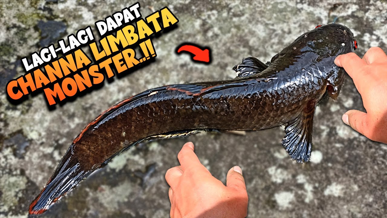 PANEN MONSTER‼️Selokan KECIL Tapi Ikan HIAS Channa LIMBATA nya MELIMPAH RUAH