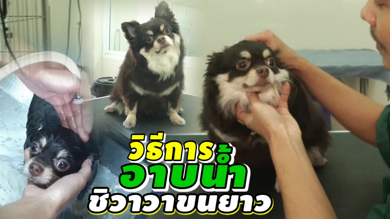 วิธีการ อาบน้ำ น้องหมาชิวาวาขนยาว🚿🛁🐶