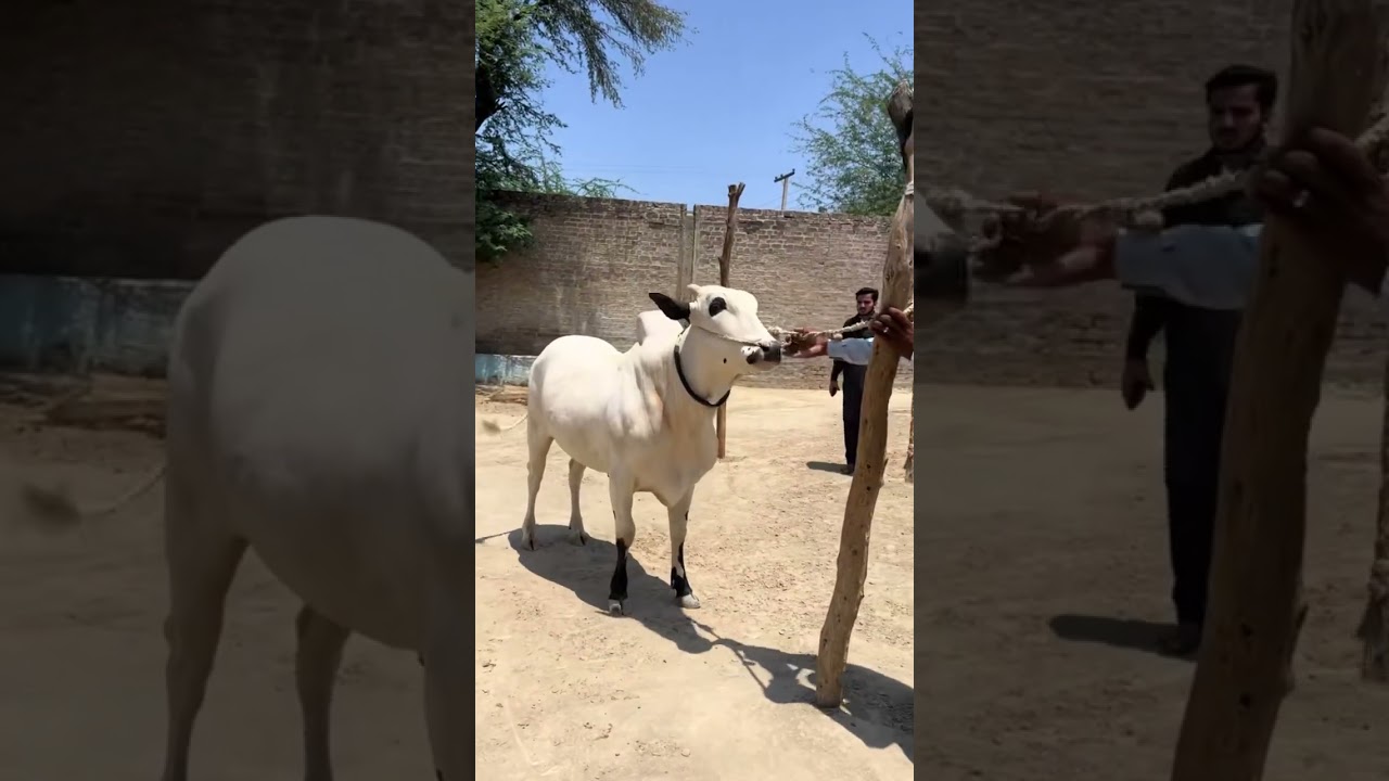 athra bull😈 | cow | qurbani | 2025 | cattle farm | sailkot | pakistan | mashallah🎉❤️