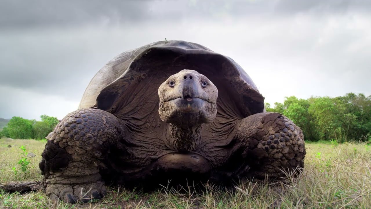 David Attenborough's Galapagos - ( Episode 3 )