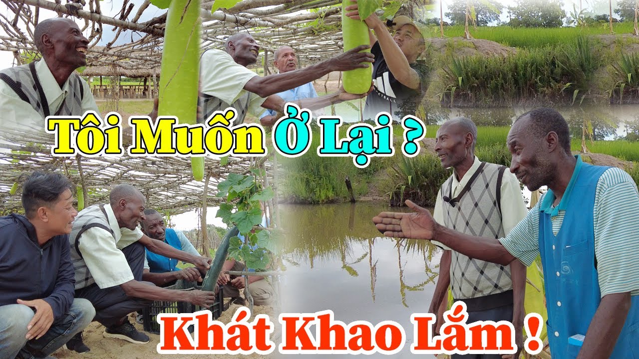 Công Giáp || Bác Muốn Ở Lại Đây ? Ở Đây Ấm No ! Bác Malipi Hoa Mắt Chóng Mặt Bởi Nông Trại Maiala ?