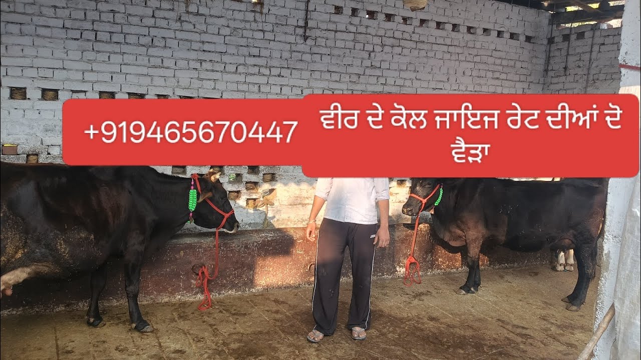 19 February 2026 9465670447 ਵੀਰ ਦੇ ਕੋਲ ਨਿੱਕੇ ਨਿੱਕੇ ਮੁੱਲ ਦੀਆਂ ਦੋ ਵੈੜਾ