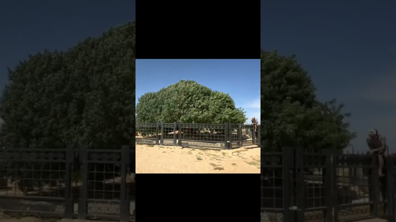 sahabi darakht #shortvideo #trending #youtubeshorts #shorts #short #saudi Islamic short status chann