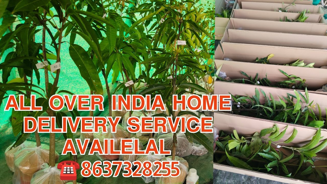 Online fruit plant Nursery all over India home delivery service available 🌱