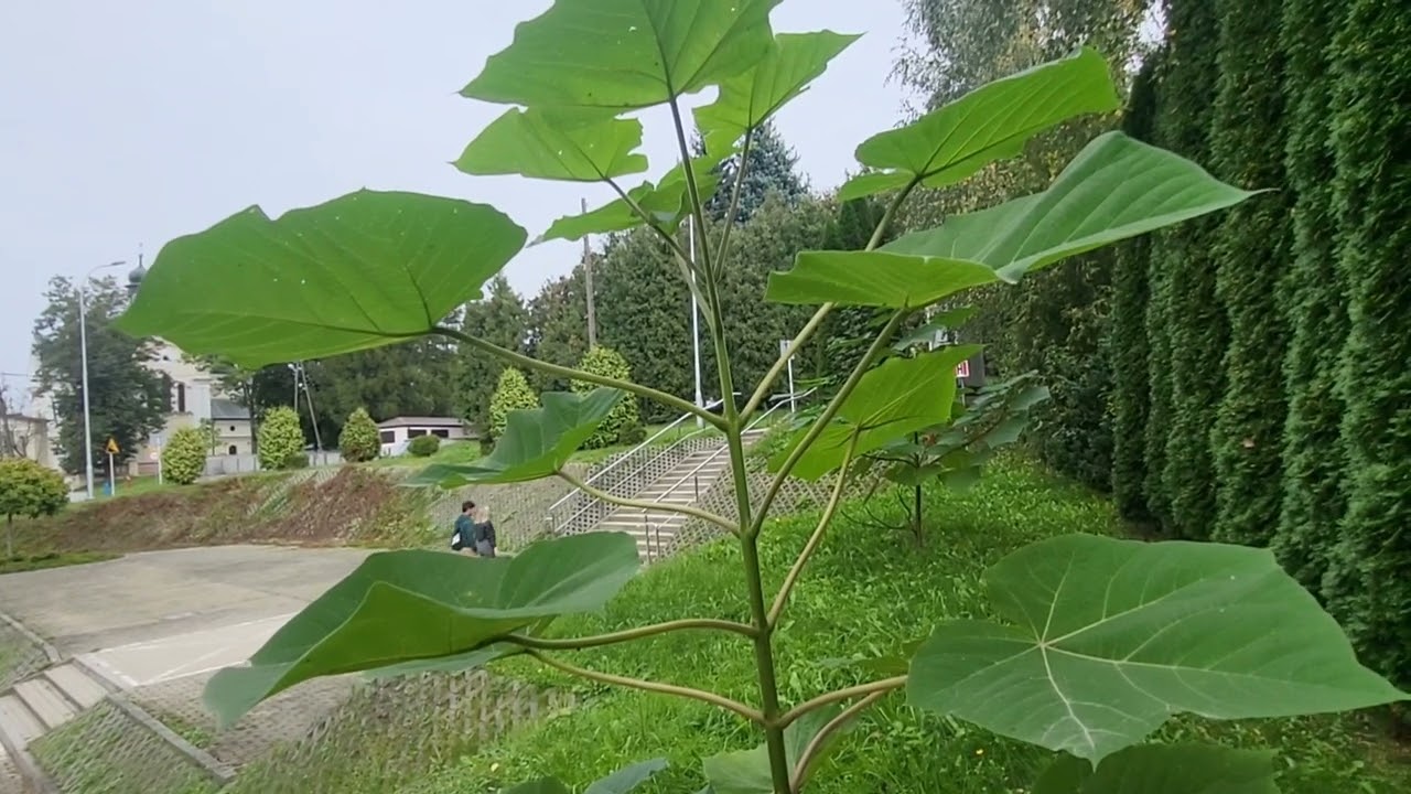 Oxytree (mieszańcowa paulownia) - produkt przemysłowy czy drzewo szczęścia?
