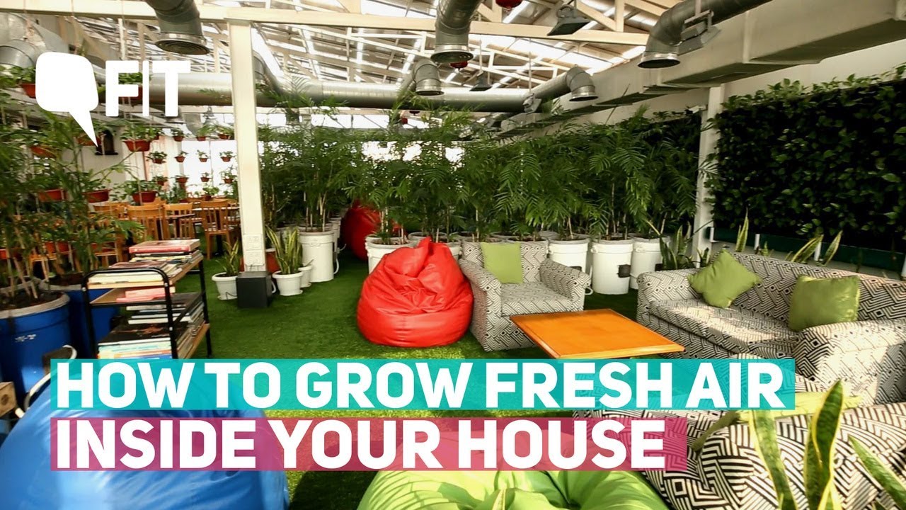 How to Grow Fresh Air Inside Your House Amidst Pollution | Quint Fit