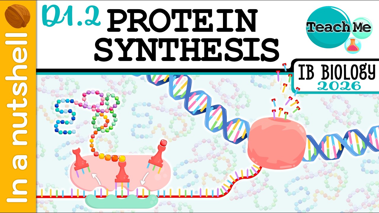 (D1.2) - Protein Synthesis [In A Nutshell] - IB Biology (SL/HL)