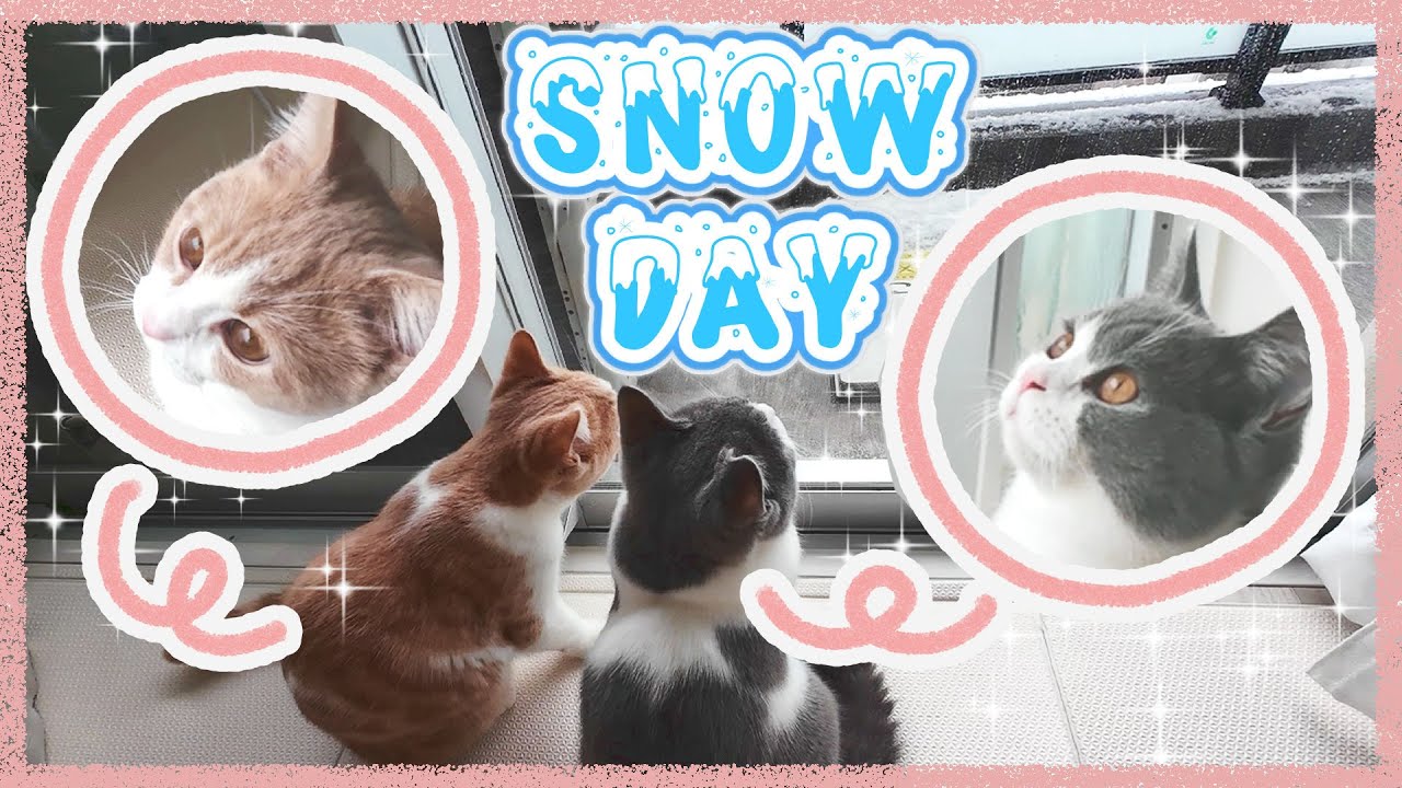 初めて雪を見て目を輝かせる猫たち
