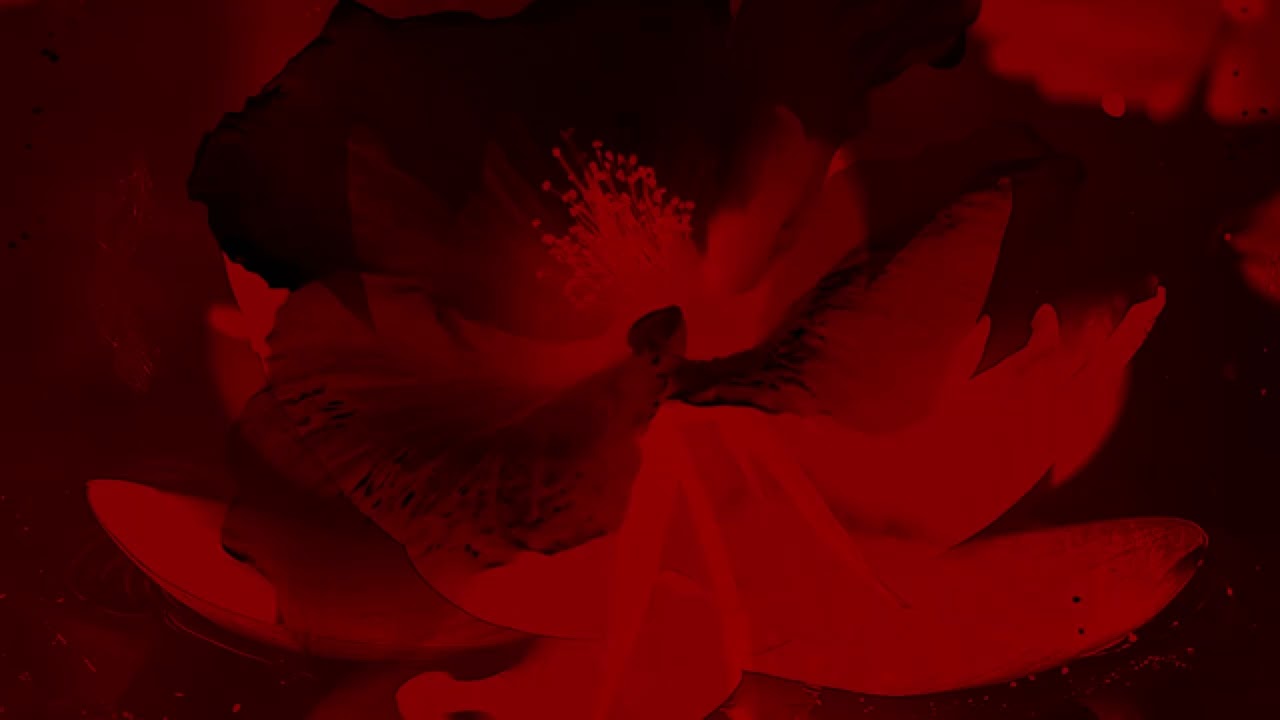 faded (slowed reverb)