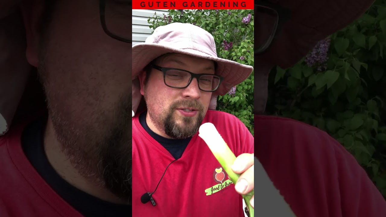Shocking Results from Overwintered Leeks!