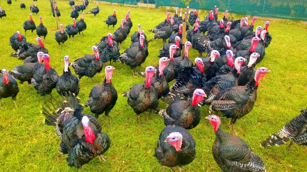 Turkeys Gobbling - Funny Turkey Gobble Videos