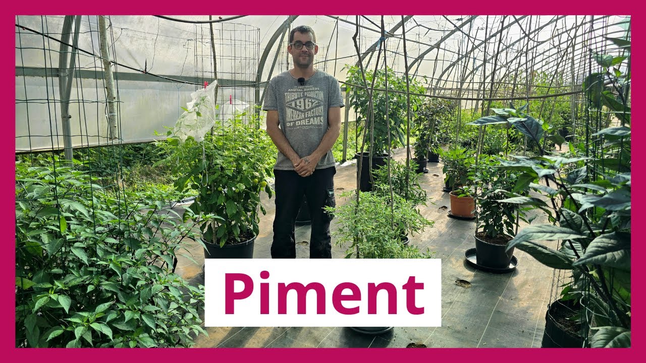 À la découverte de la collection de piments de la Ferme du Warabouc