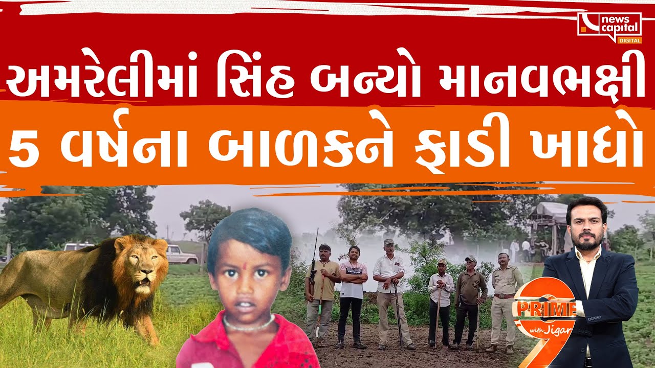 અમરેલીમાં સિંહે મચાવેલો આતંક જોઈને રૂવાડા ઊભા થઈ જશે  | Prime9 with Jigar
