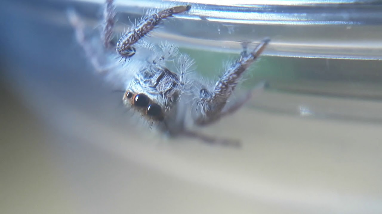 Hyllus giganteus &deg;○○&deg;