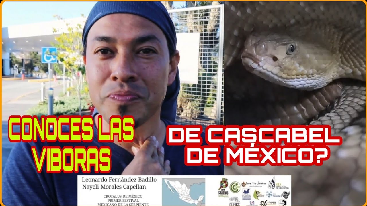 Serpientes de Cascabel  de México. CONOCELAS, Tenemos 46 especies 😵🐍