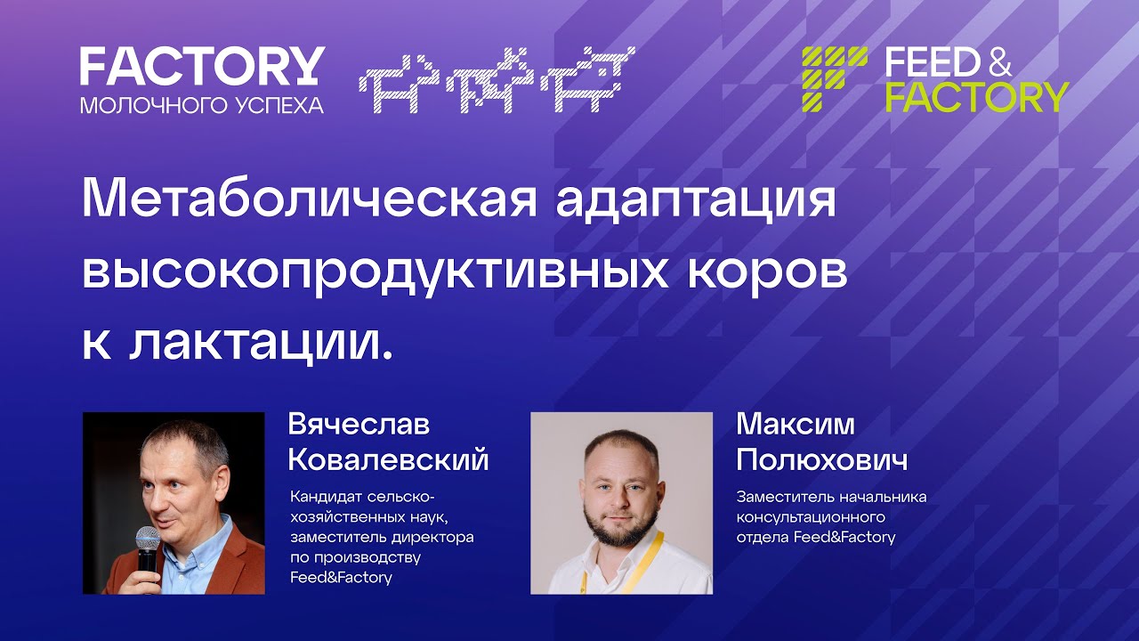 Метаболическая адаптация высокопродуктивных коров к лактации.