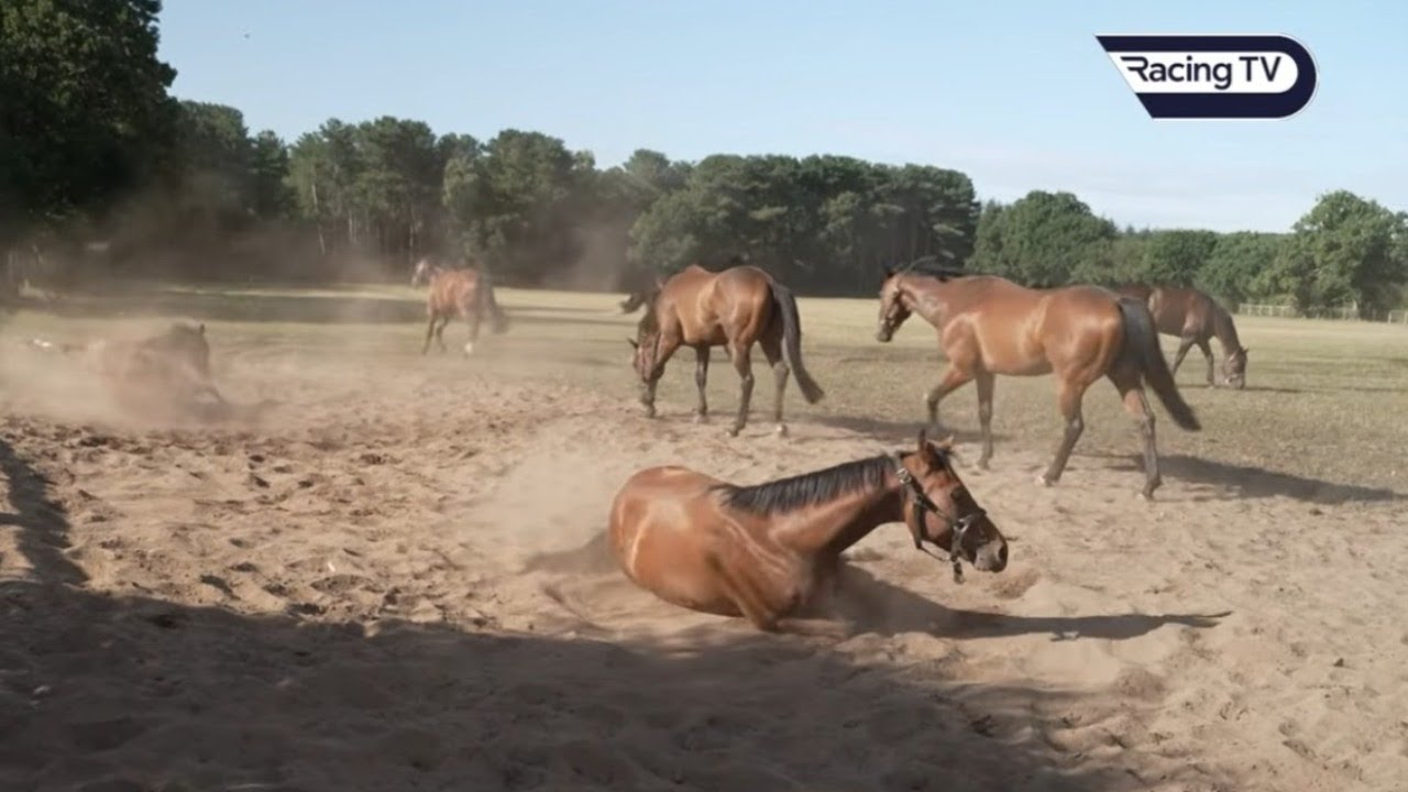 Ruth Carr: Training racehorses with a difference | This Racing Life