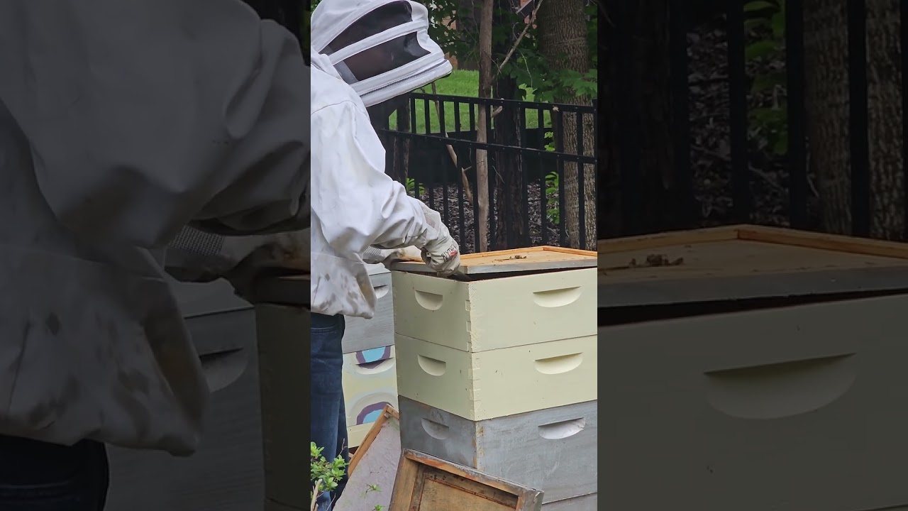 honey harvest part 1
