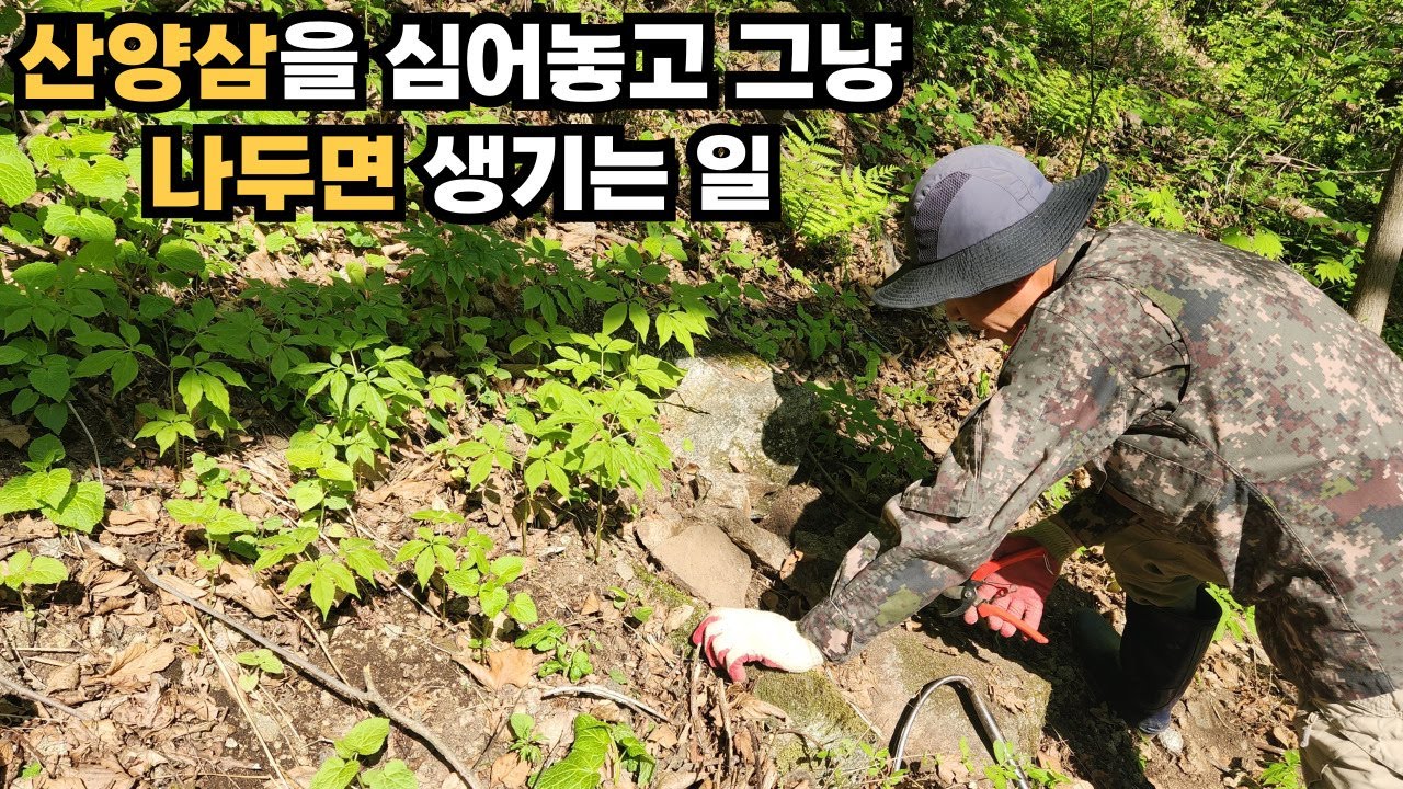 산양삼을 야생상태 그대로 키우는 모습입니다. #산양삼 #산양산삼