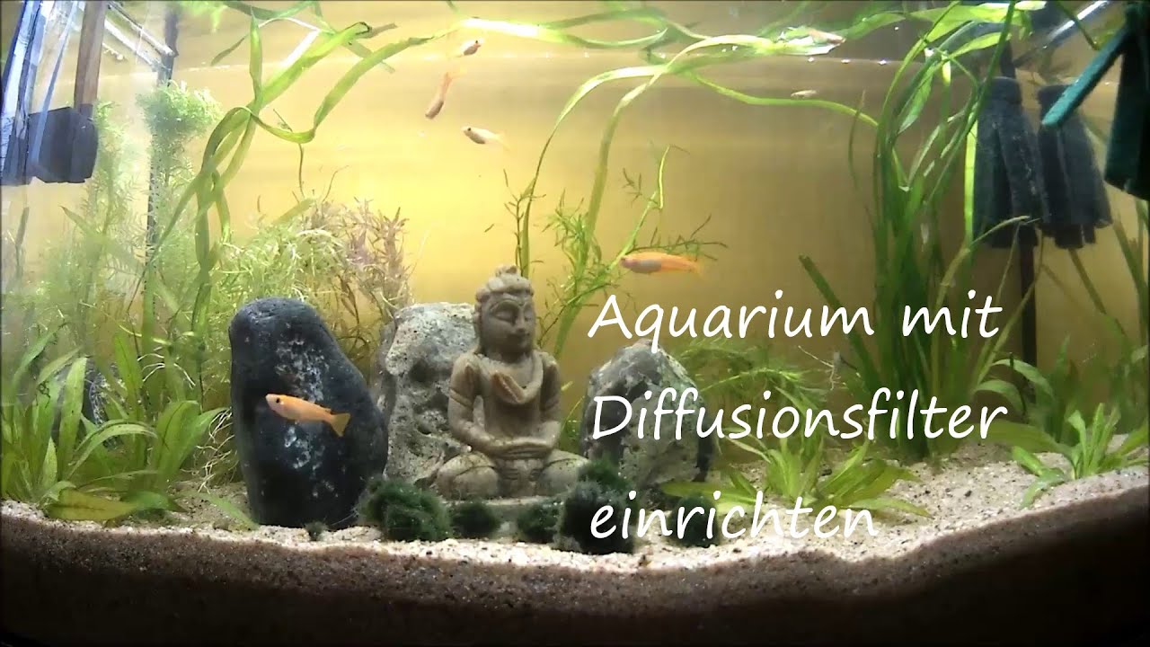 Aquarium mit Diffusionsfilter einrichten