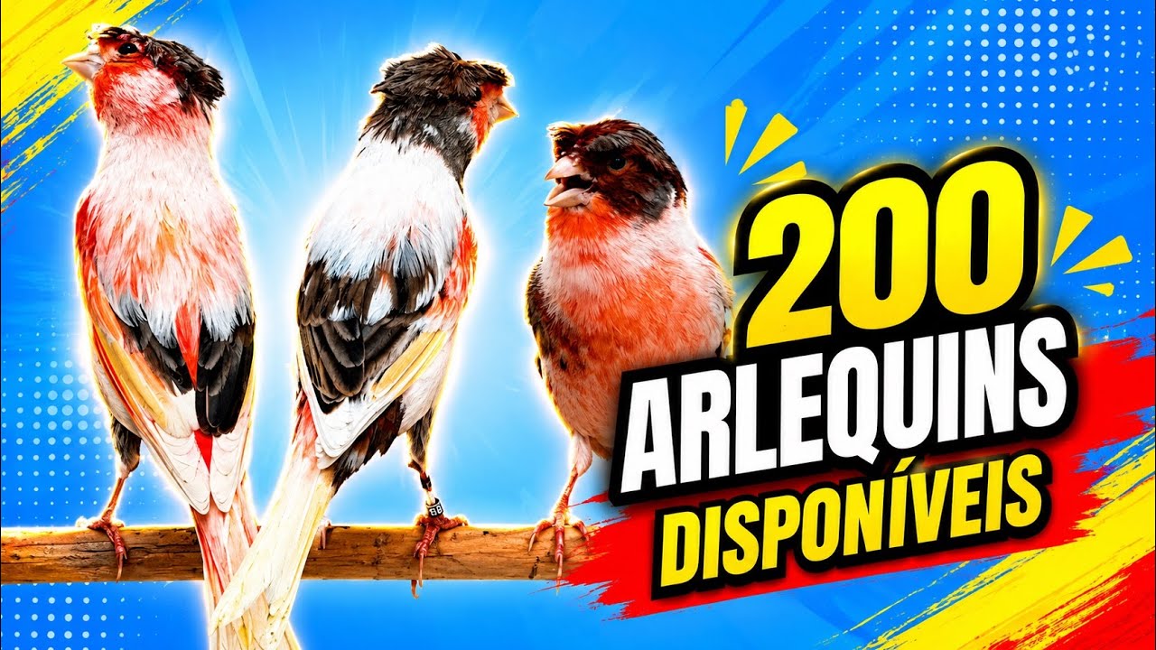 200 lindos canários ARLEQUIM PORTUGUÊS DISPONÍVEIS 