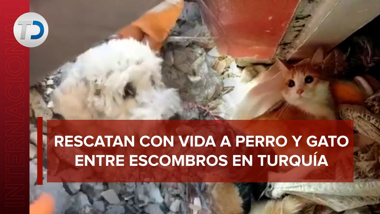¡Héroes! Rescatan a perrito y gatito atrapados entre escombros tras sismo en Turquía