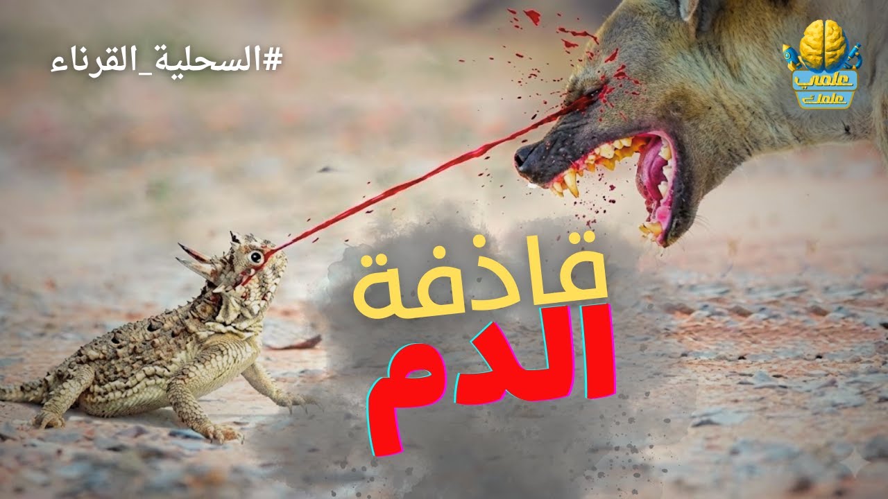 اللي عنده دم يحدفه عالكلب | علمي علمك