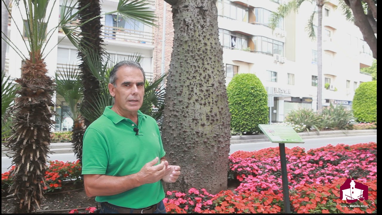 Senda por la biodiversidad urbana. El Árbol botella por Manuel Zafra