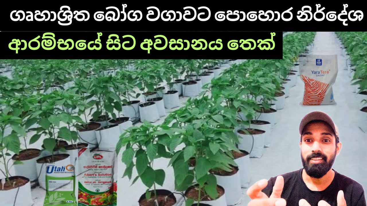 20. ආරක්ෂිත ගෘහ තුල මාළු මිරිස් බෝග වගාවක් මයිටා හානියෙන් පසු පොහොර වලින් ගොඩ ගමු.#fertilizer 