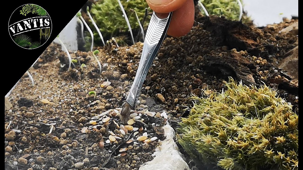 Dodajemy EKIPĘ do vivarium z mrówkami Messor barbarus