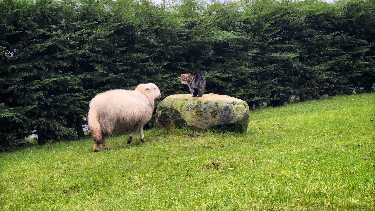 The Cat The Sheep And The Rock