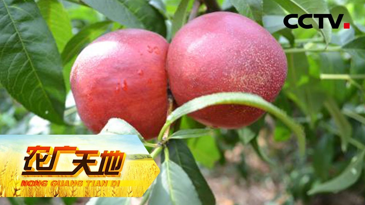 《农广天地》荒山变身“花果山” 20190222 | CCTV农业