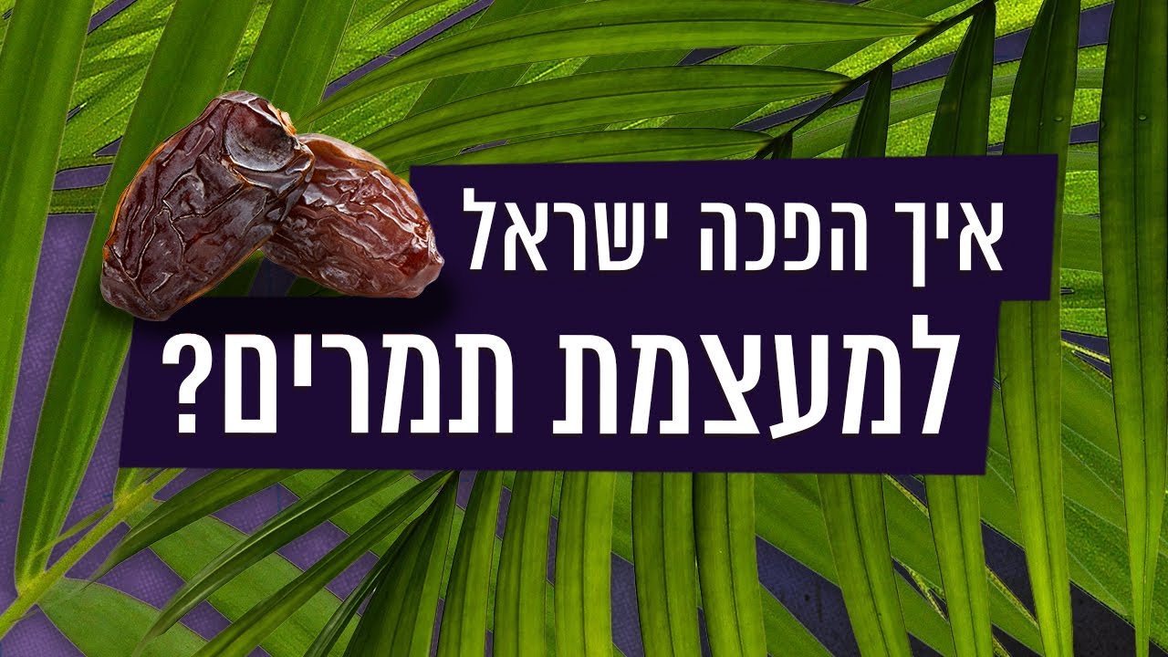 כאן סקרנים | איך הפכה ישראל למעצמת תמרים?