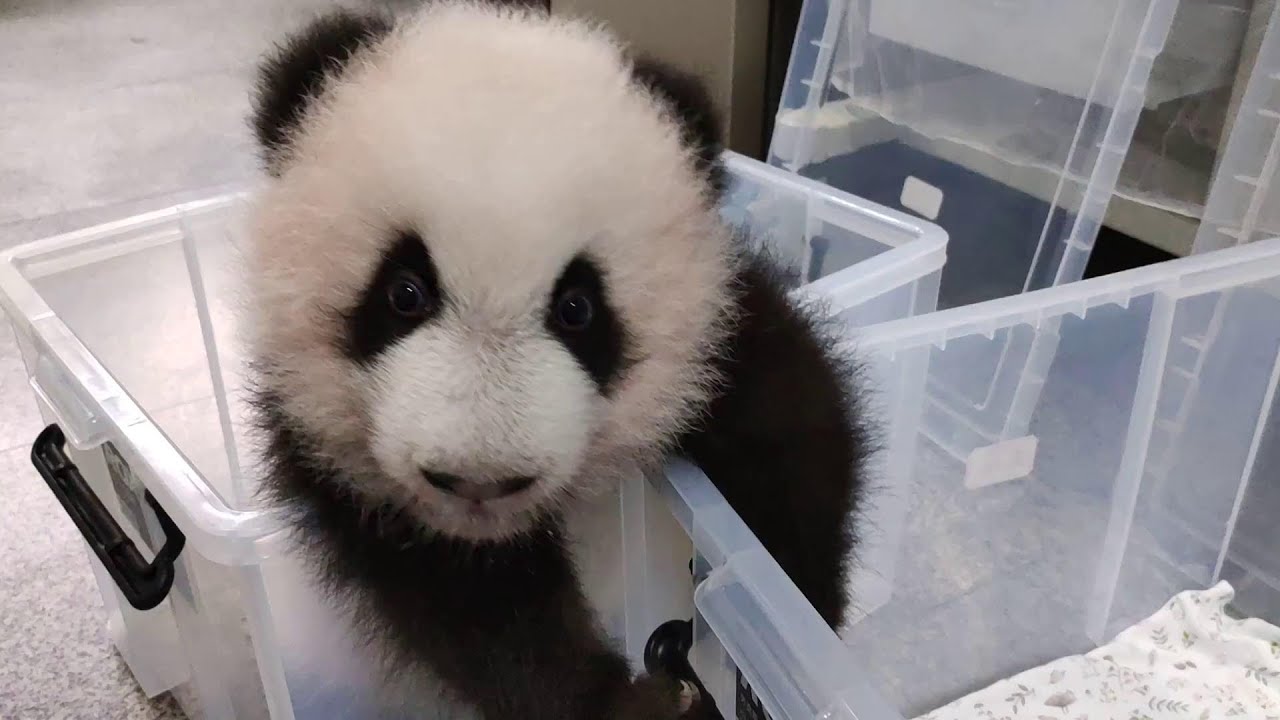 猜猜这个心急的奶音小萌娃儿是谁? Guess who is this talkative baby panda?