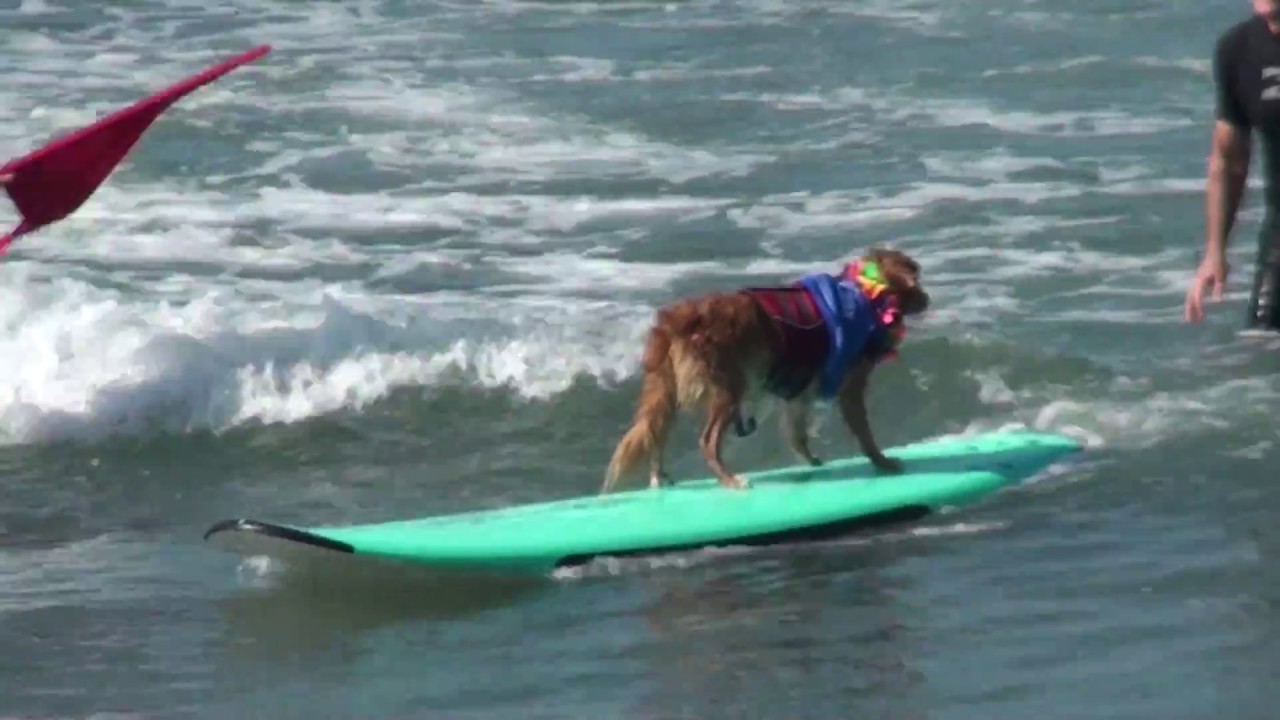 Surf Dog Surf-A-Thon